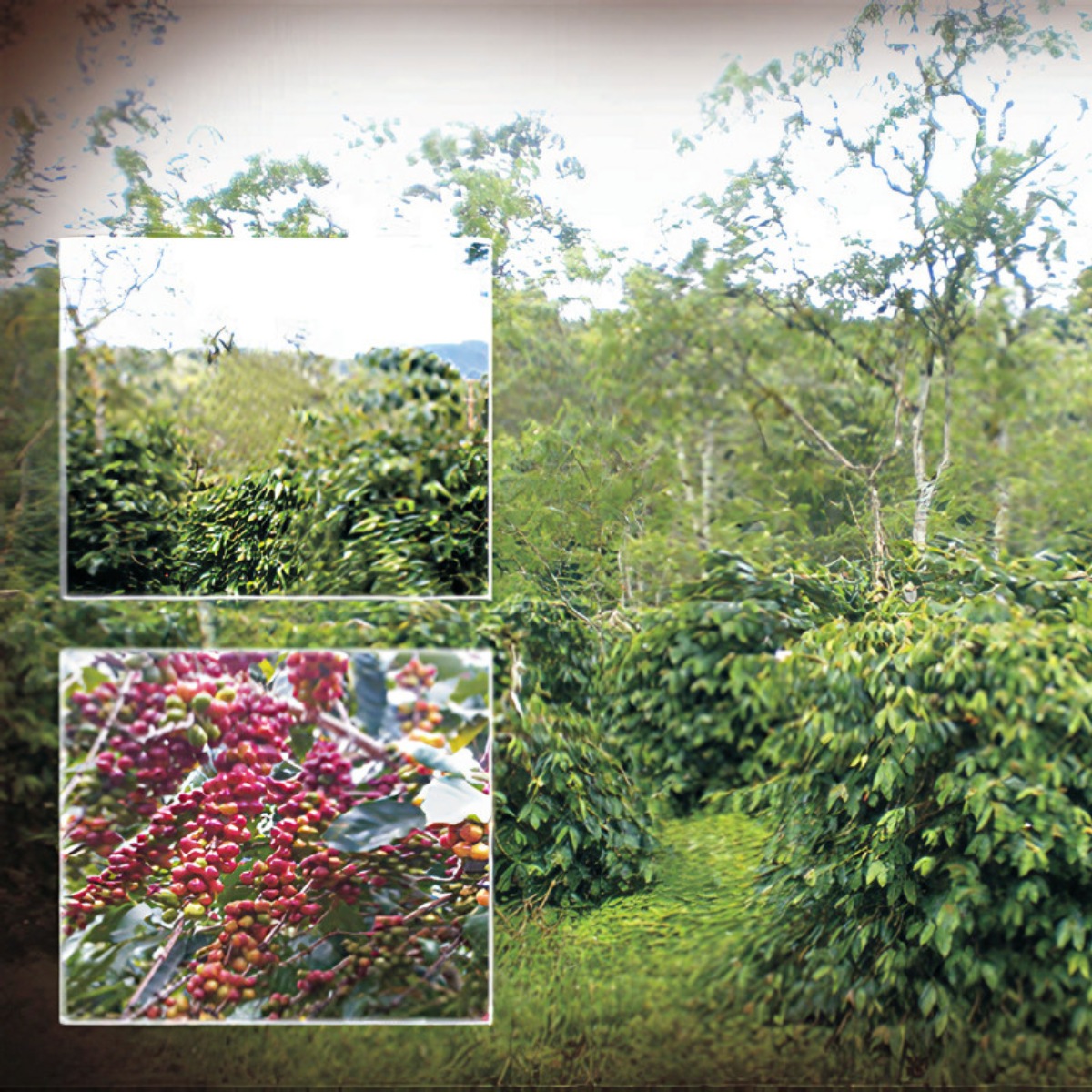 Kopi Luwak Coffee 8 4 1
