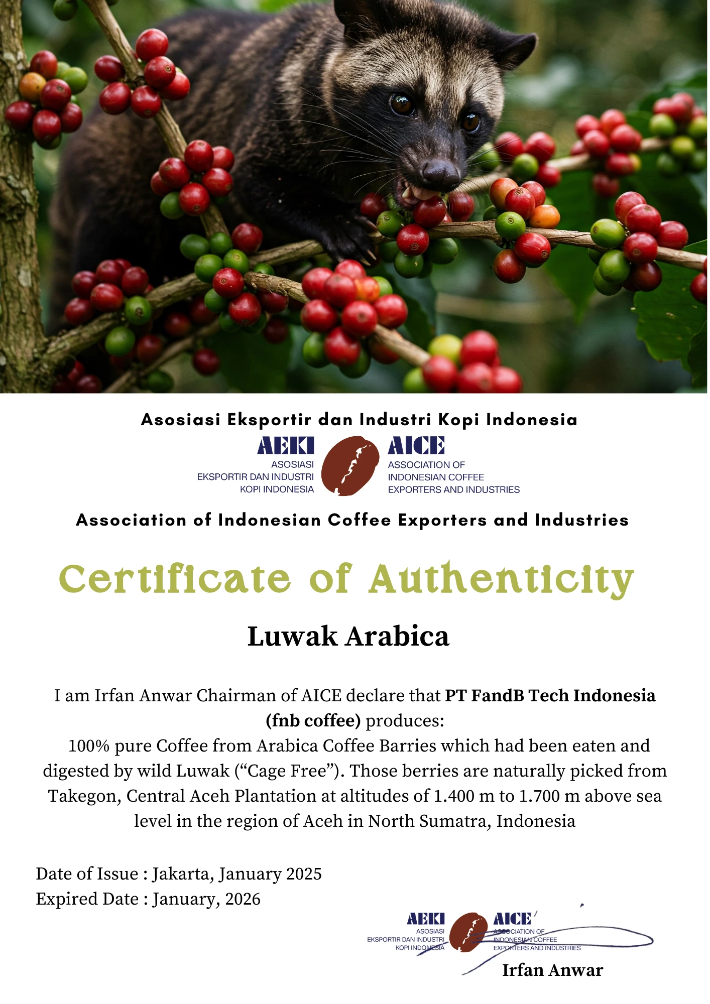 Kopi Luwak Coffee 2 Asosiasi-Eksportir-dan-Industri-Kopi-Indonesia