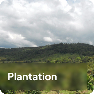Pakpak Bharat Plantation