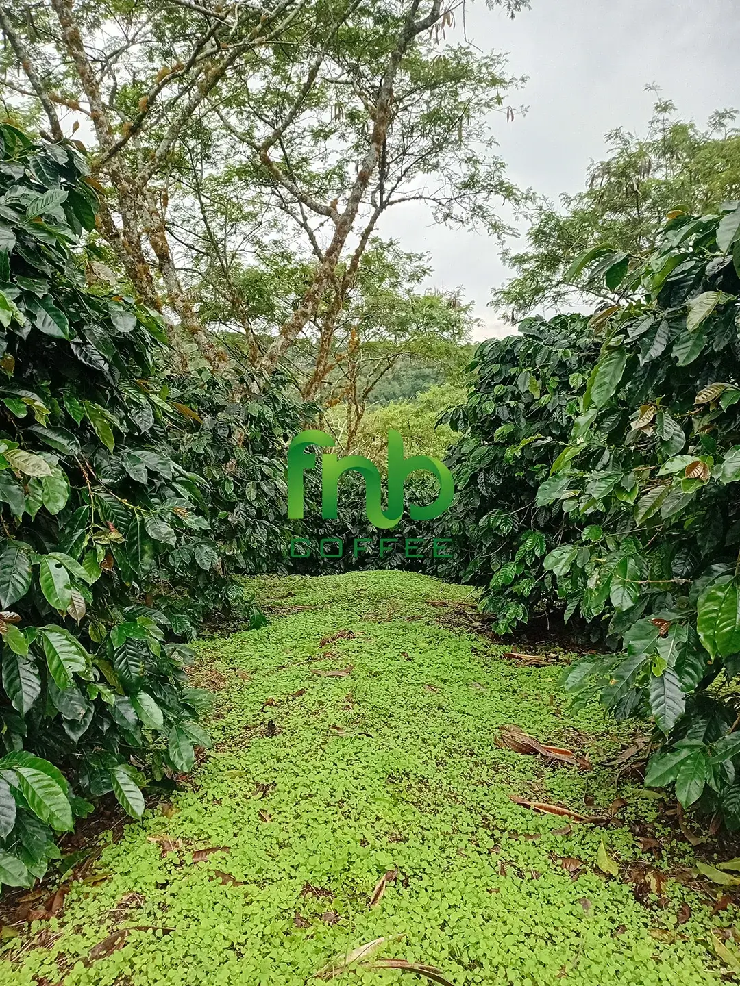 Bourboun Plantation