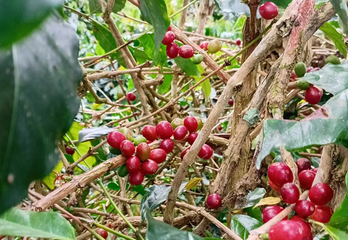 Coffee Plantation in Takengon