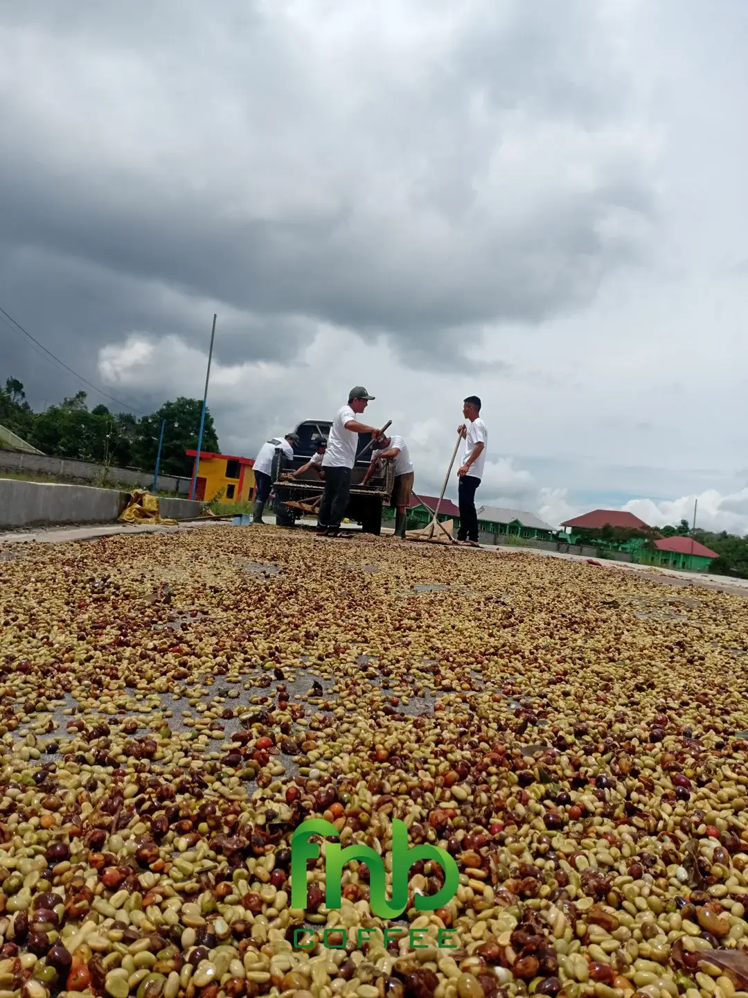 FnB Coffee Drying Process