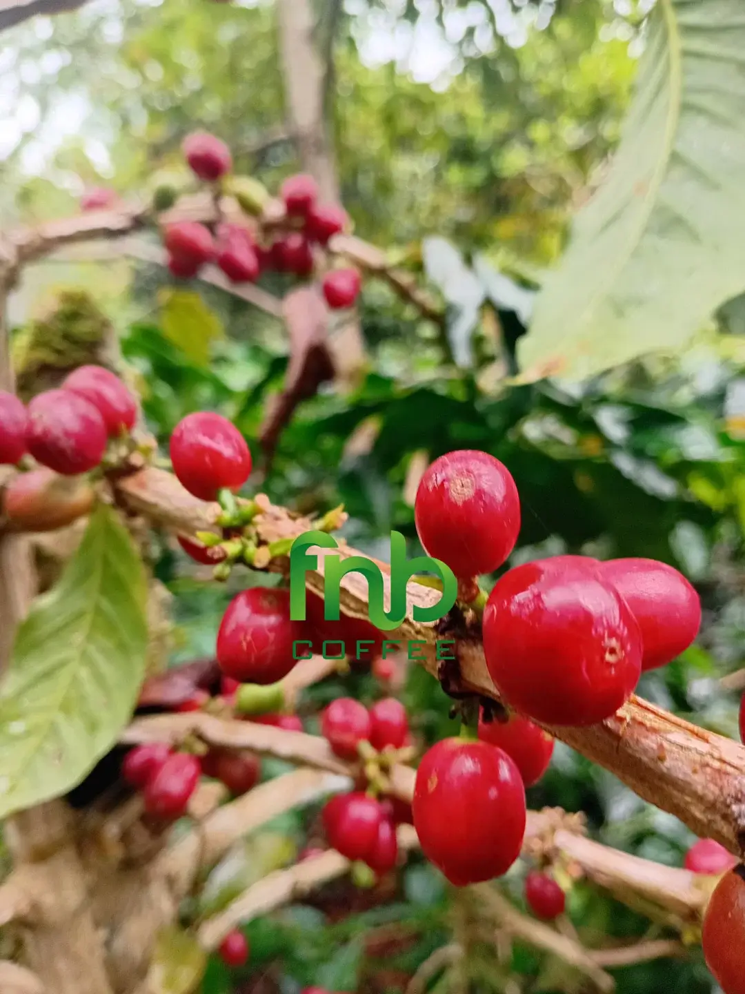 FnB Coffee Plantation
