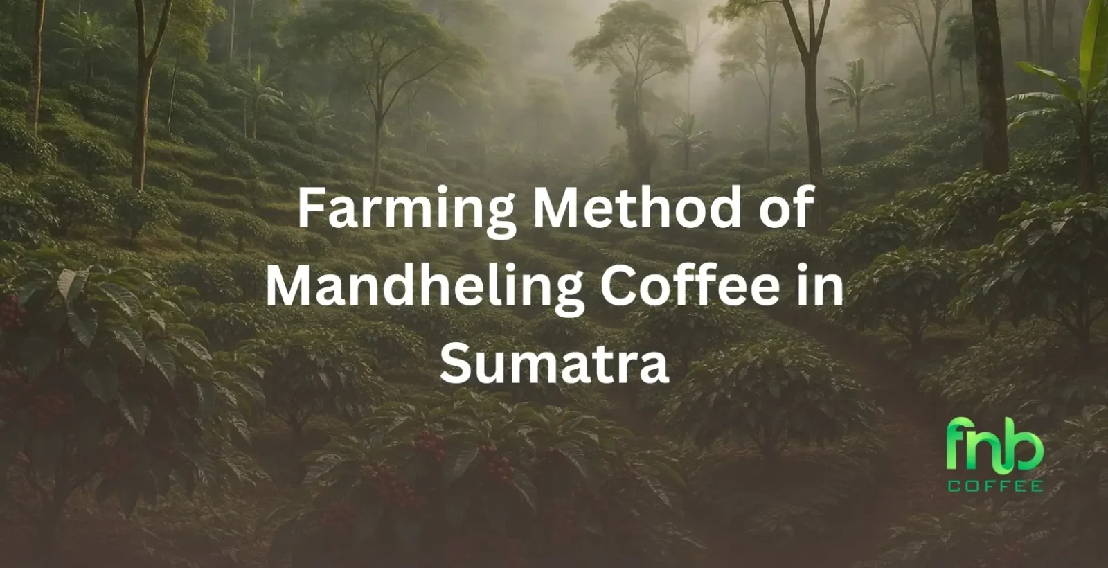 Farming Method of Mandheling Coffee in Sumatra