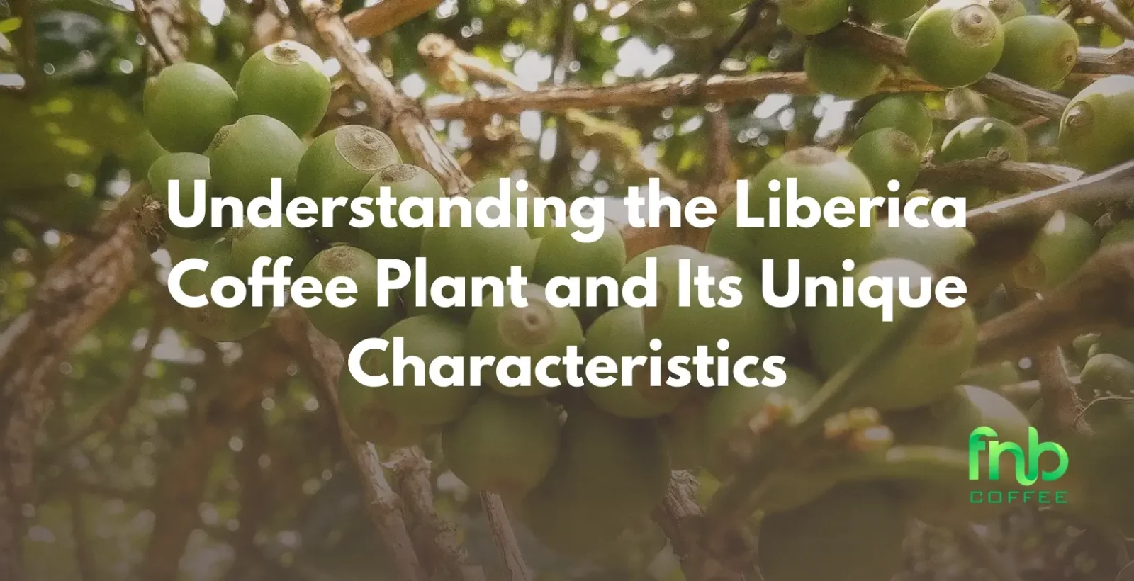 Understanding the Liberica Coffee Plant and Its Unique Characteristics