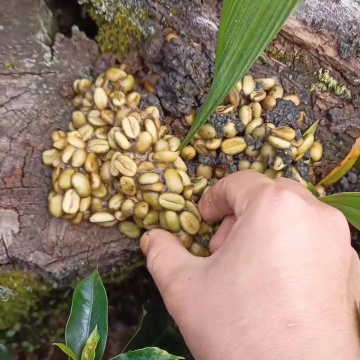 Wild Luwak