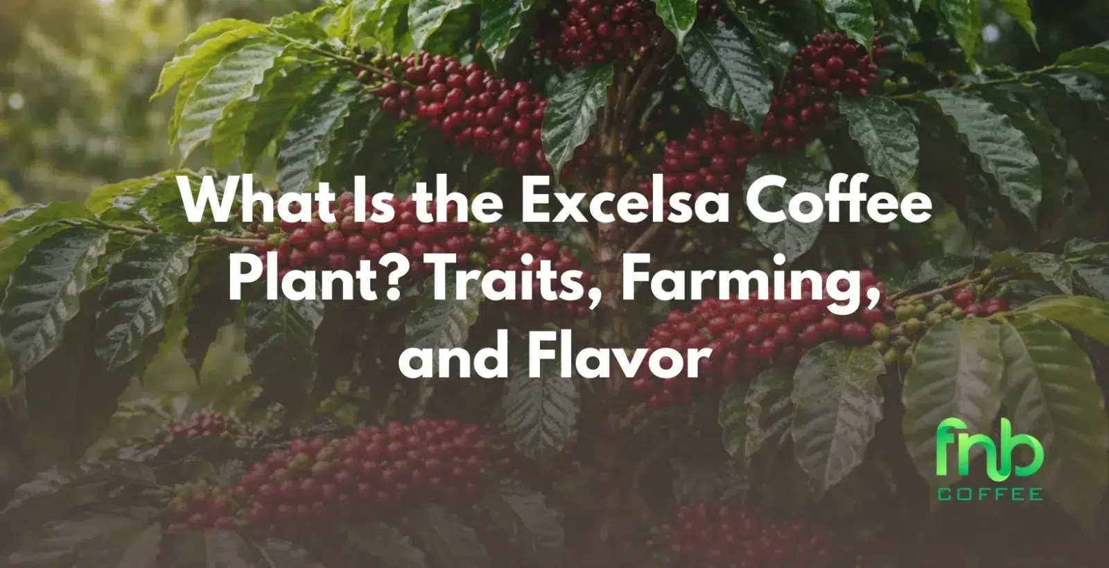 What Is the Excelsa Coffee Plant? Traits, Farming, and Flavor