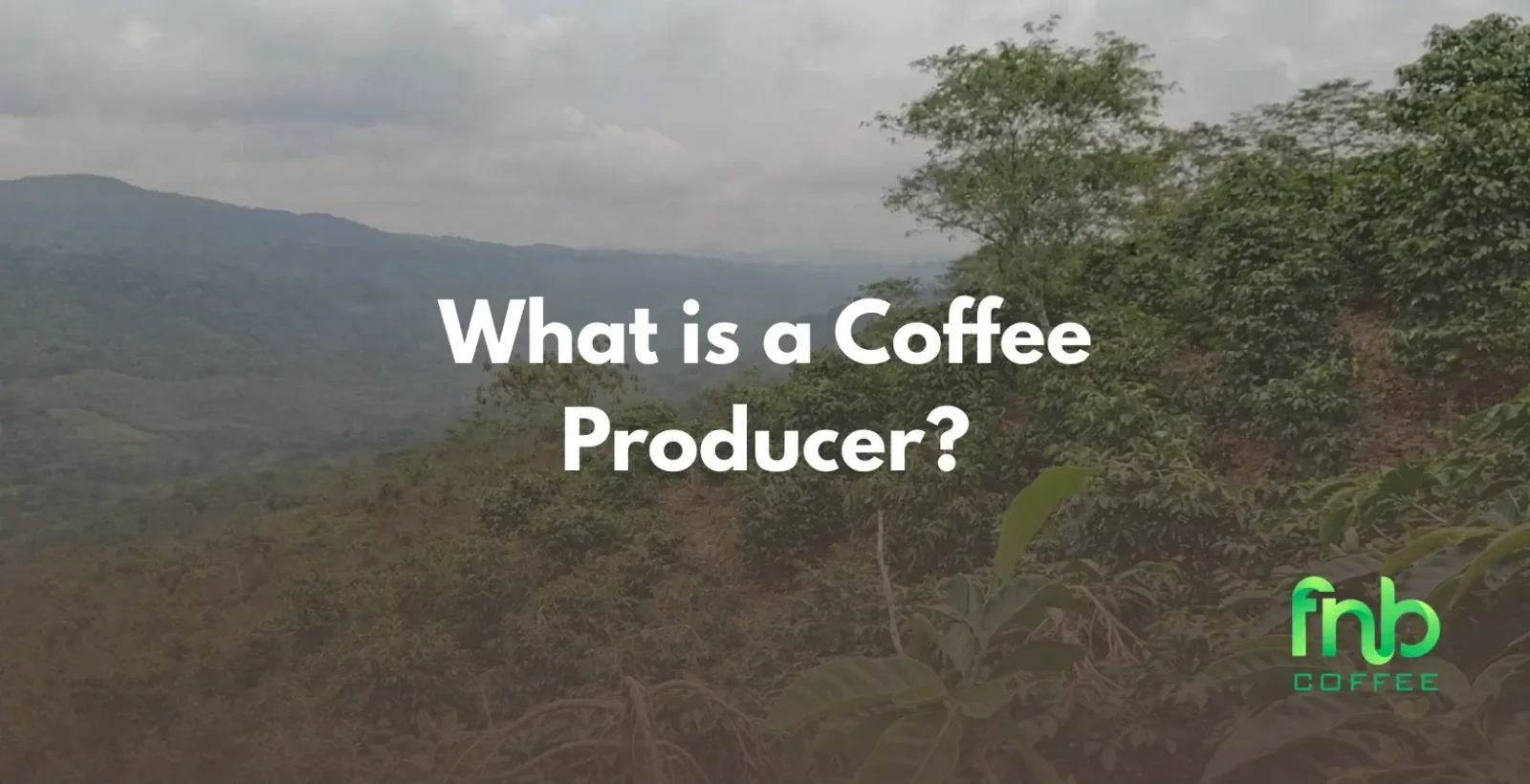 What is a Coffee Producer? Understanding Their Role in Coffee Cultivation