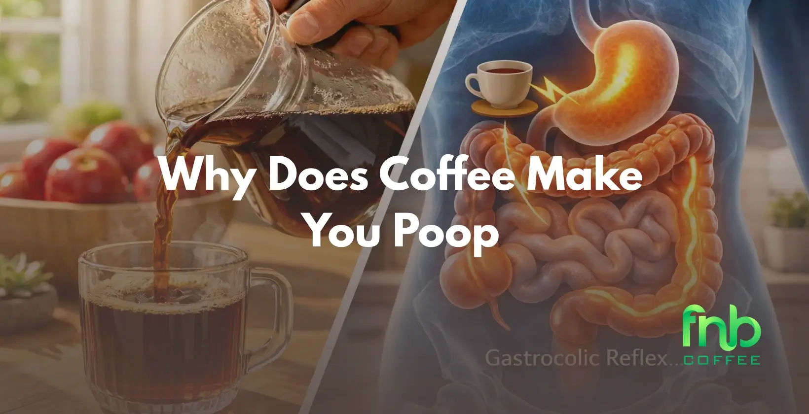 Why Does Coffee Make You Poop