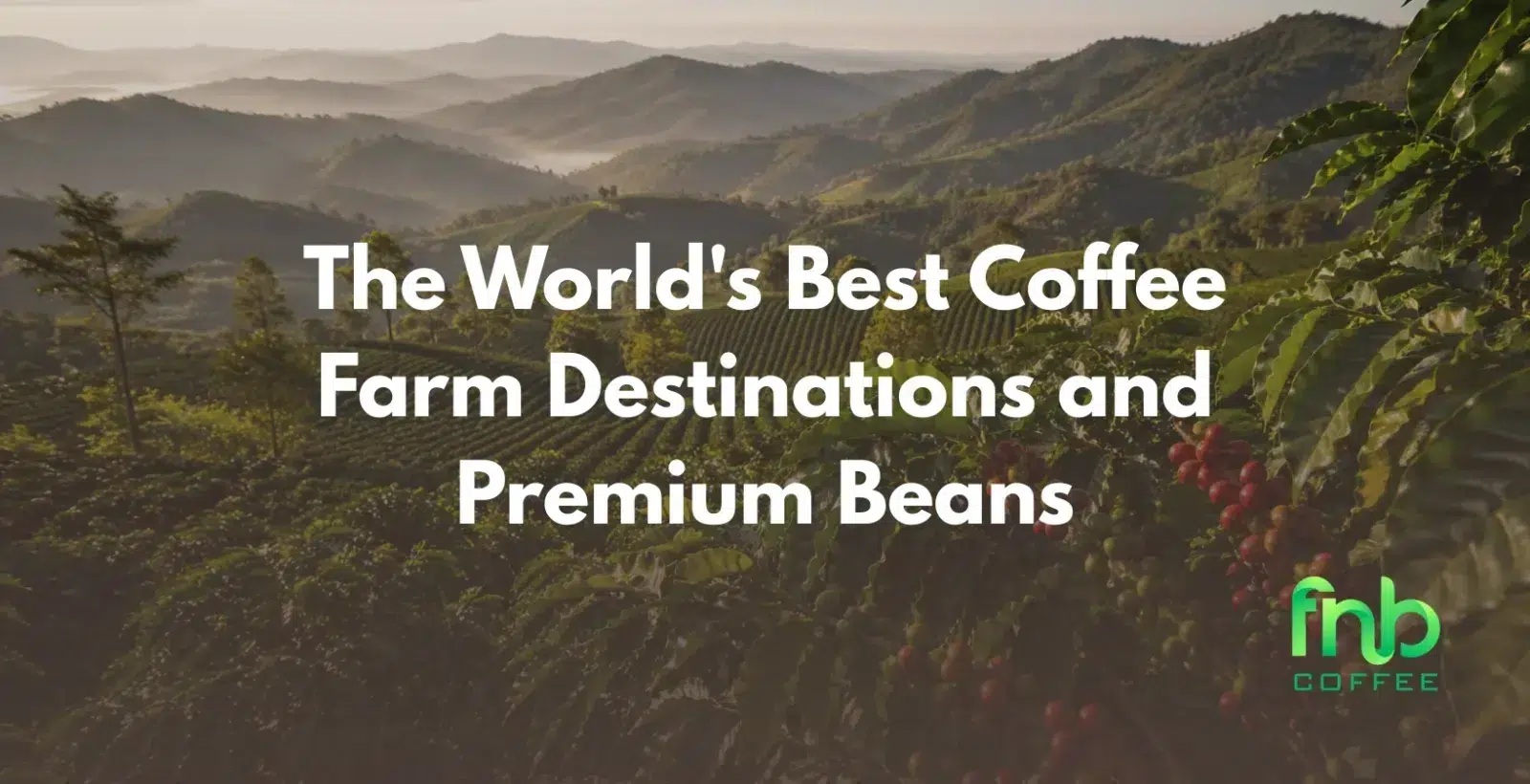 The World’s Best Coffee Farm Destinations and Premium Beans