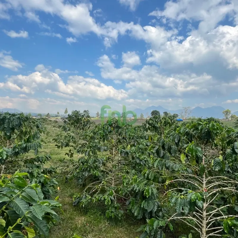 Coffee trees at FnB Coffee plantation