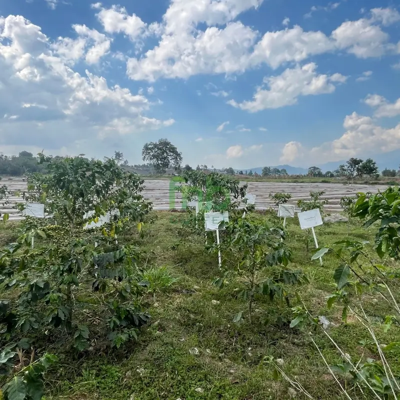 FnB Coffee plantation landscape in Sumatra highlands