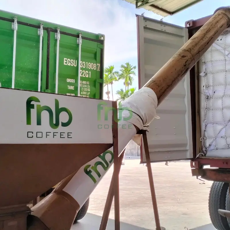 Green coffee beans packed in export sacks