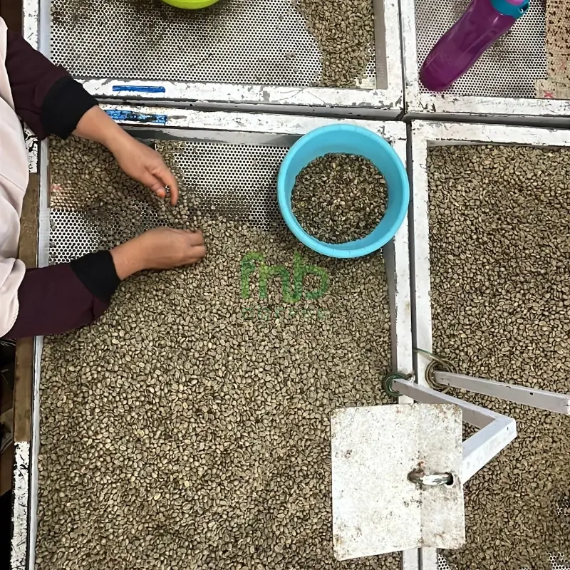 Coffee fermentation process