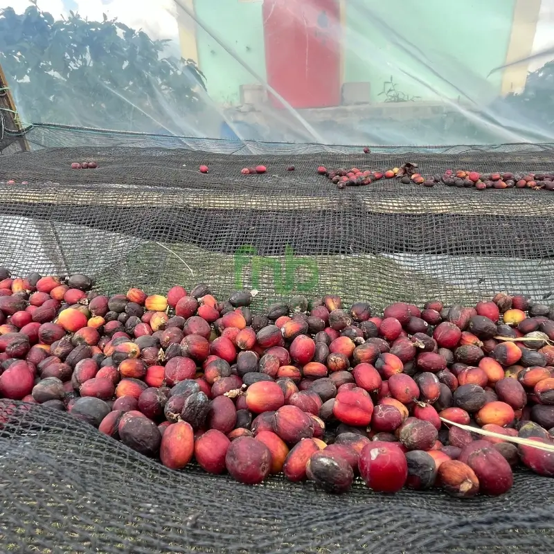 Selective harvest process for coffee cherries