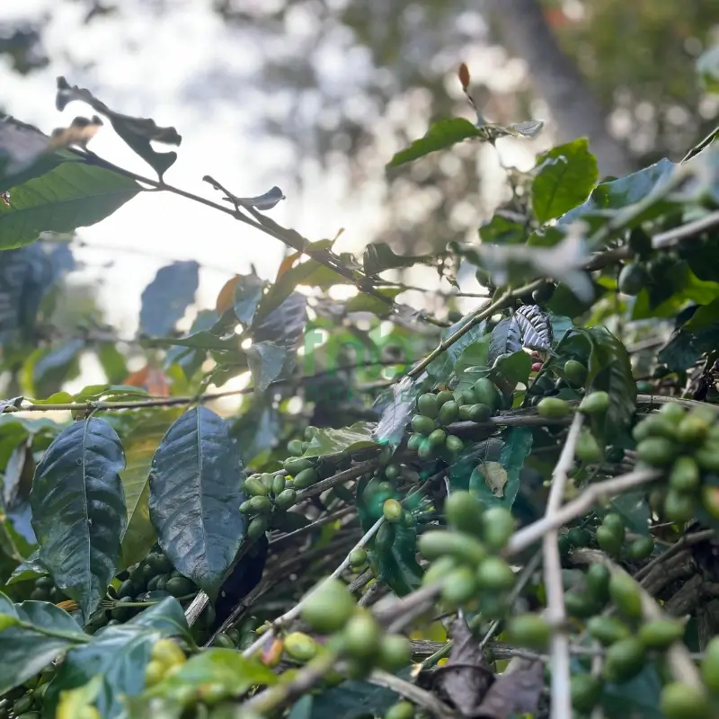 Farmers at FnB Coffee plantation