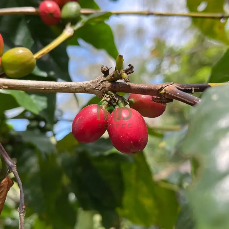 Coffee cherries on FnB Coffee plantation