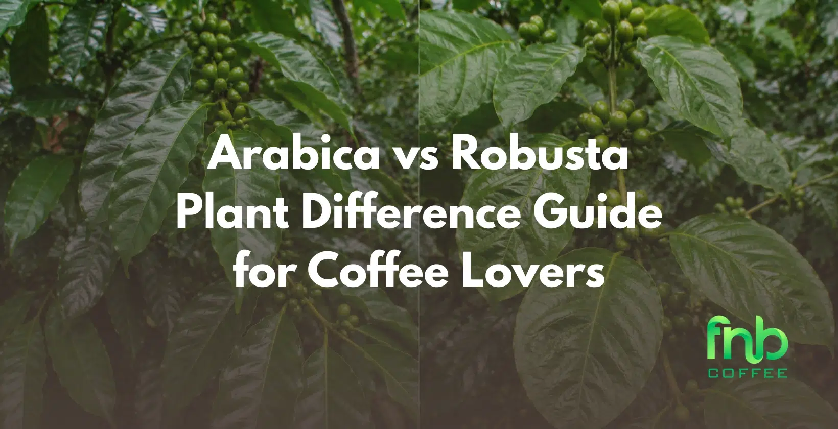 arabica vs robusta plant difference