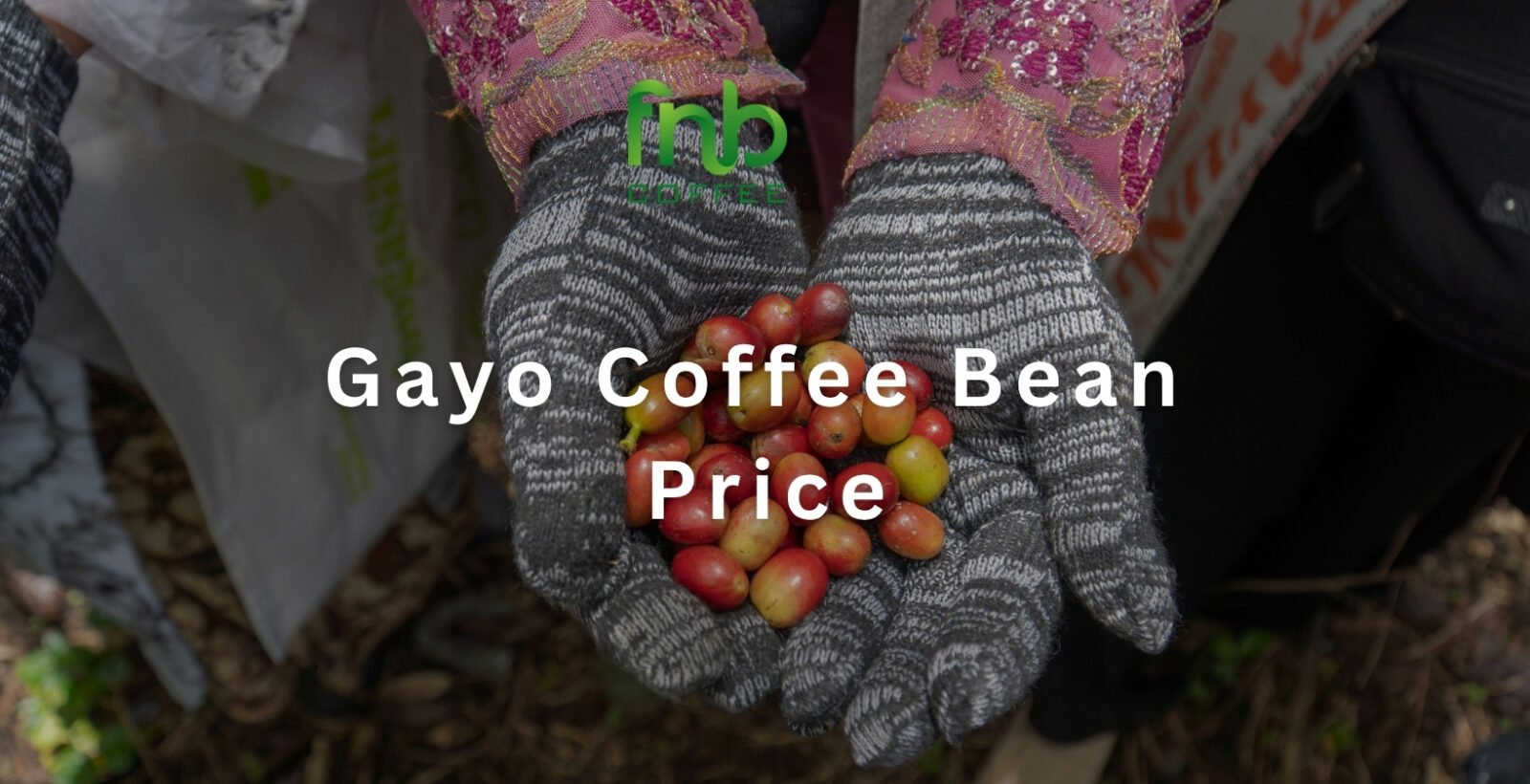 Gayo Coffee Bean Price in 2026: Wholesale and Green Bean Rates