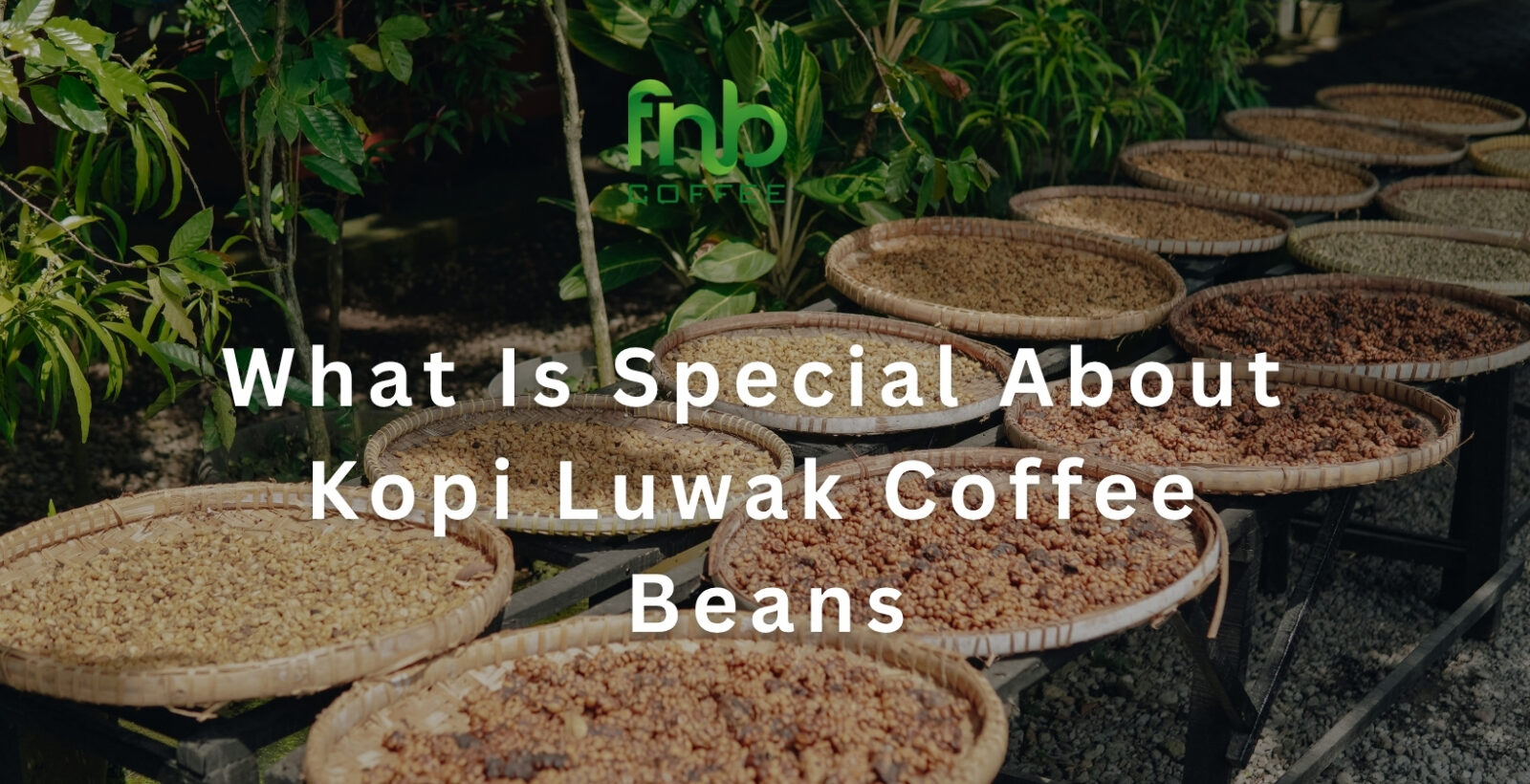 What Is Special About Kopi Luwak Coffee Beans