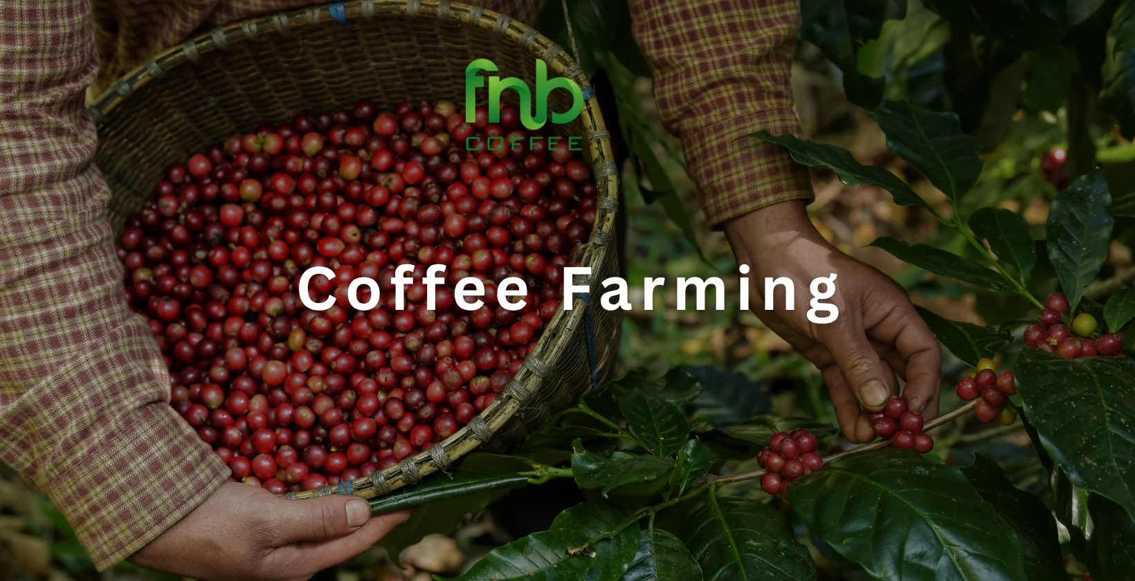 coffee cherries ripening on a highland farm in Indonesia