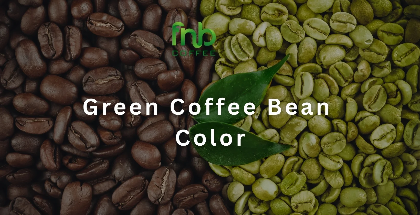 green coffee bean color, fresh blue green Sumatran green coffee beans from Indonesia