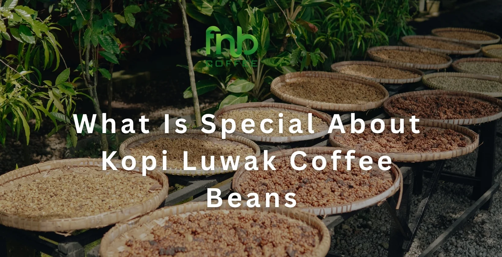 What Is Special About Kopi Luwak Coffee Beans 1640 x 840 px