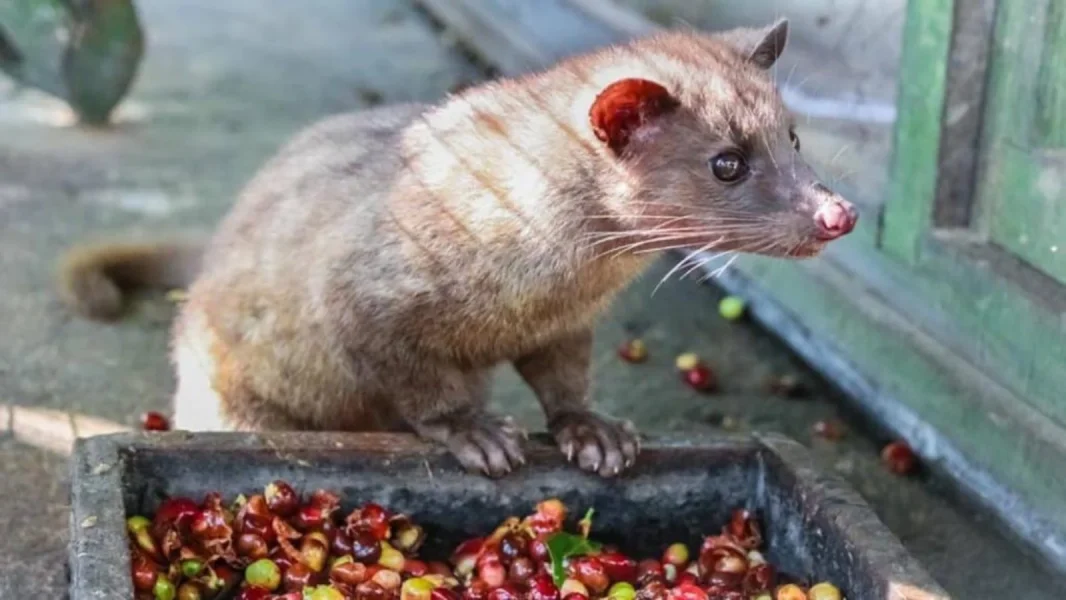 civet coffee indonesia
