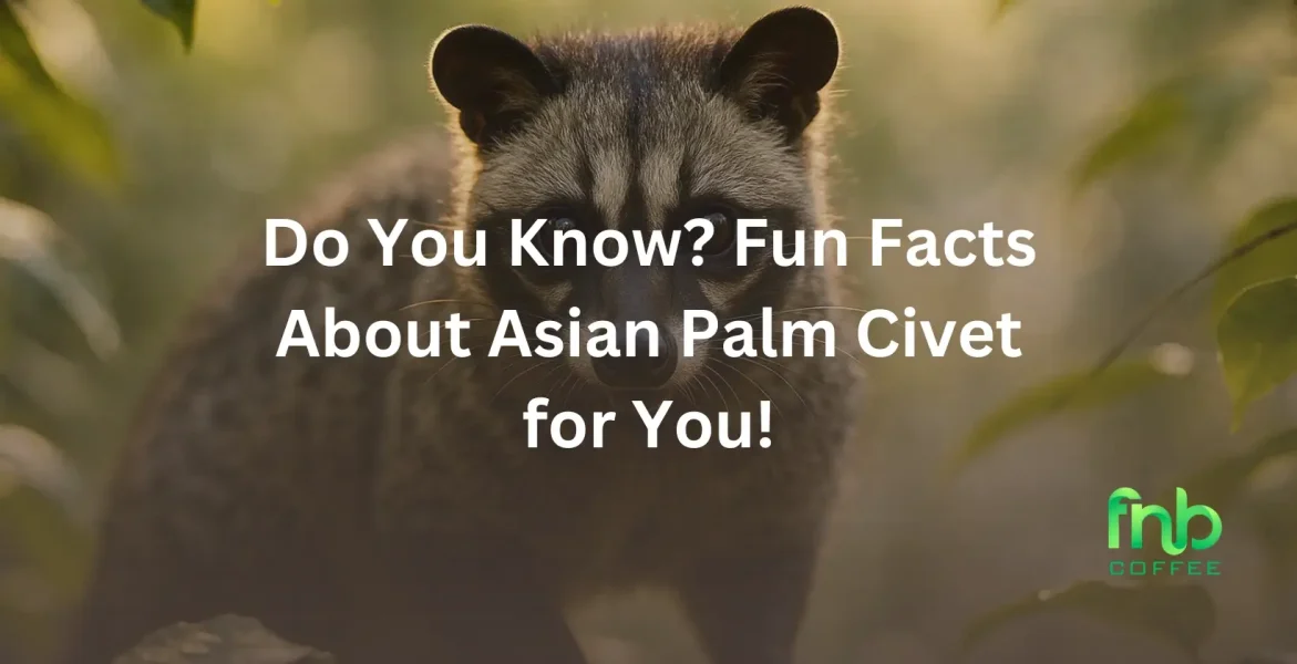 Asian Palm Civet