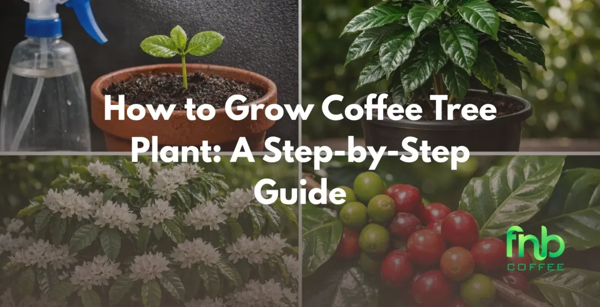 Coffee Tree Plant