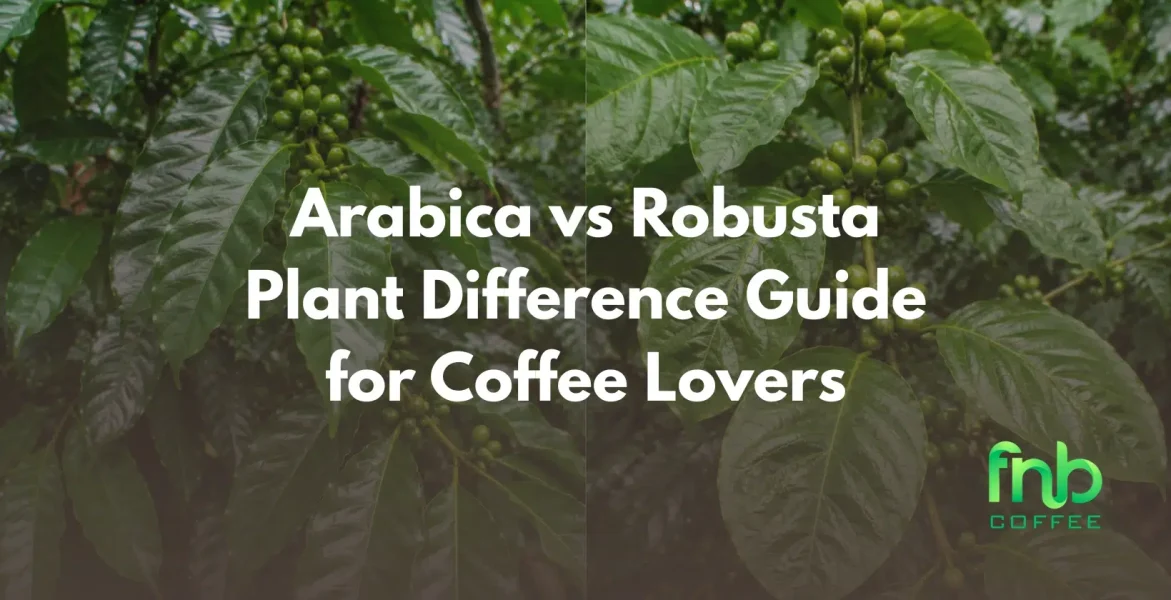 arabica vs robusta plant difference