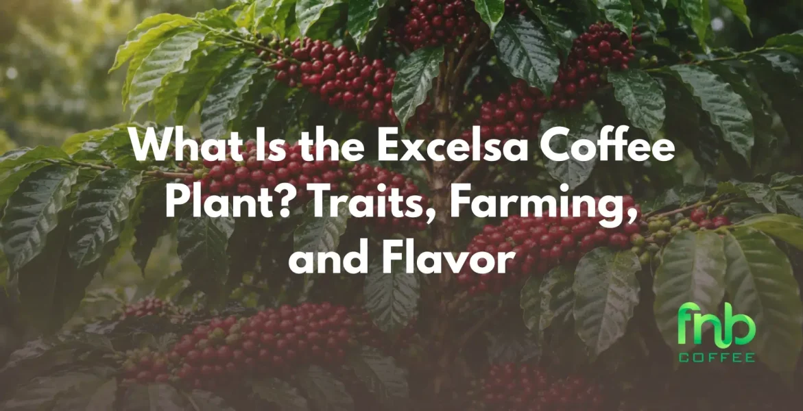 excelsa coffee plant