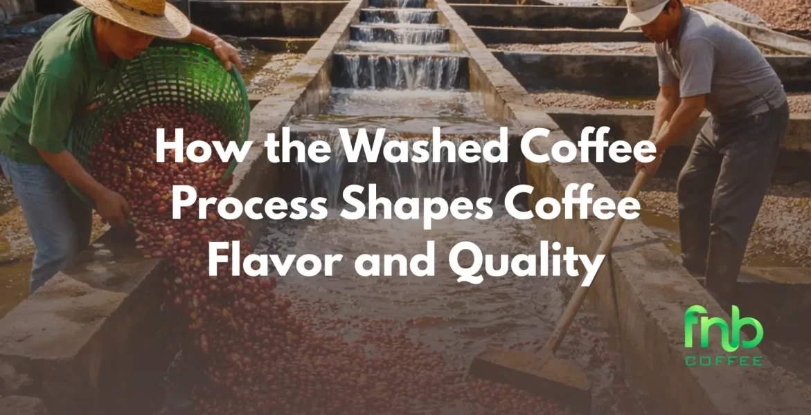 washed coffee process
