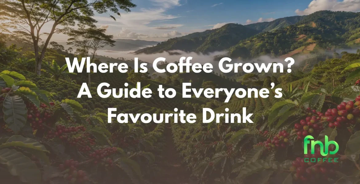 where is coffee grown