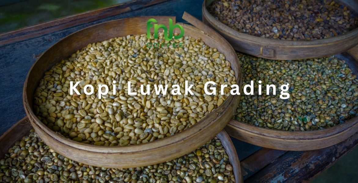 Kopi Luwak Grading - 1640 x 840 px