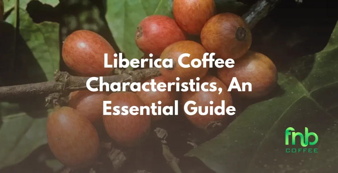 Liberica Coffee Characteristics