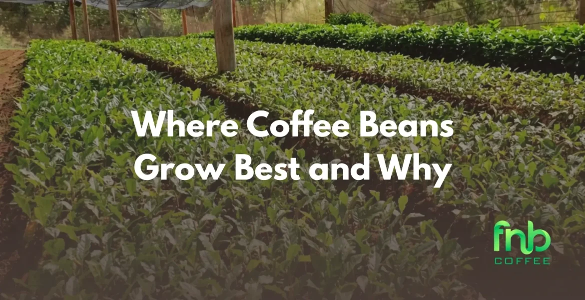 Where Coffee Beans Grow Best and Why